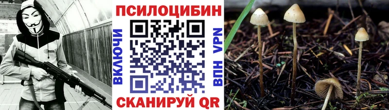 как найти закладки  Чекалин  Псилоцибиновые грибы Cubensis 